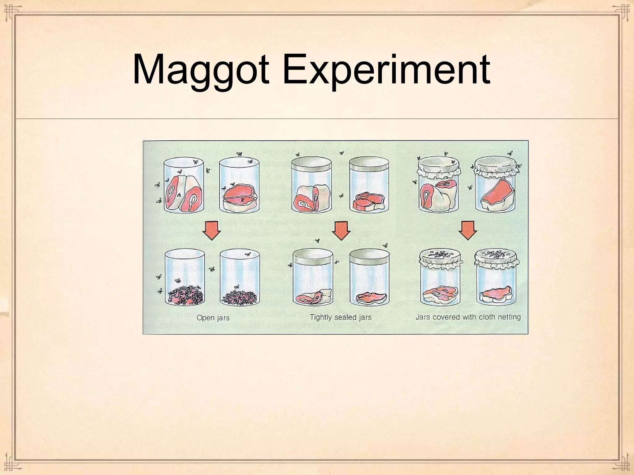 Maggot Experiment 
 