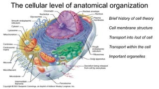 The cellular level of anatomical organization
Anatomy and Physiology
Brief history of cell theory
Cell membrane structure
Transport into /out of cell
Transport within the cell
Important organelles
 