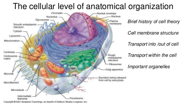 Cell theory membrane structure cell transport and important organelles