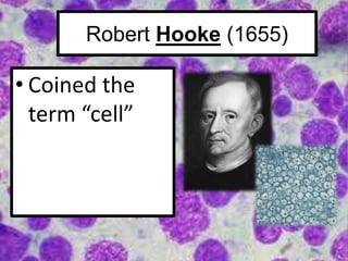 Robert Hooke (1655)
• Coined the
term “cell”
 