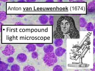 Anton van Leeuwenhoek (1674)
• First compound
light microscope
 