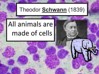 Theodor Schwann (1839)
All animals are
made of cells
 