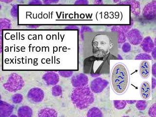 Rudolf Virchow (1839)
Cells can only
arise from pre-
existing cells
 