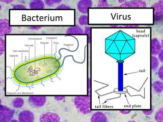 Bacterium Virus
 