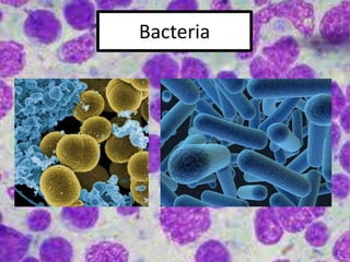 Bacteria
 