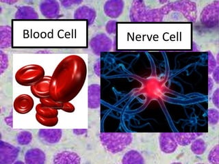 Blood Cell Nerve Cell
 