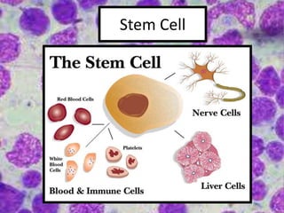 Stem Cell
 