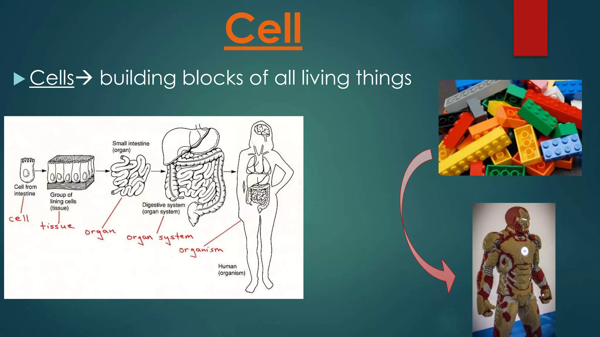 Cell
Cells building blocks of all living things