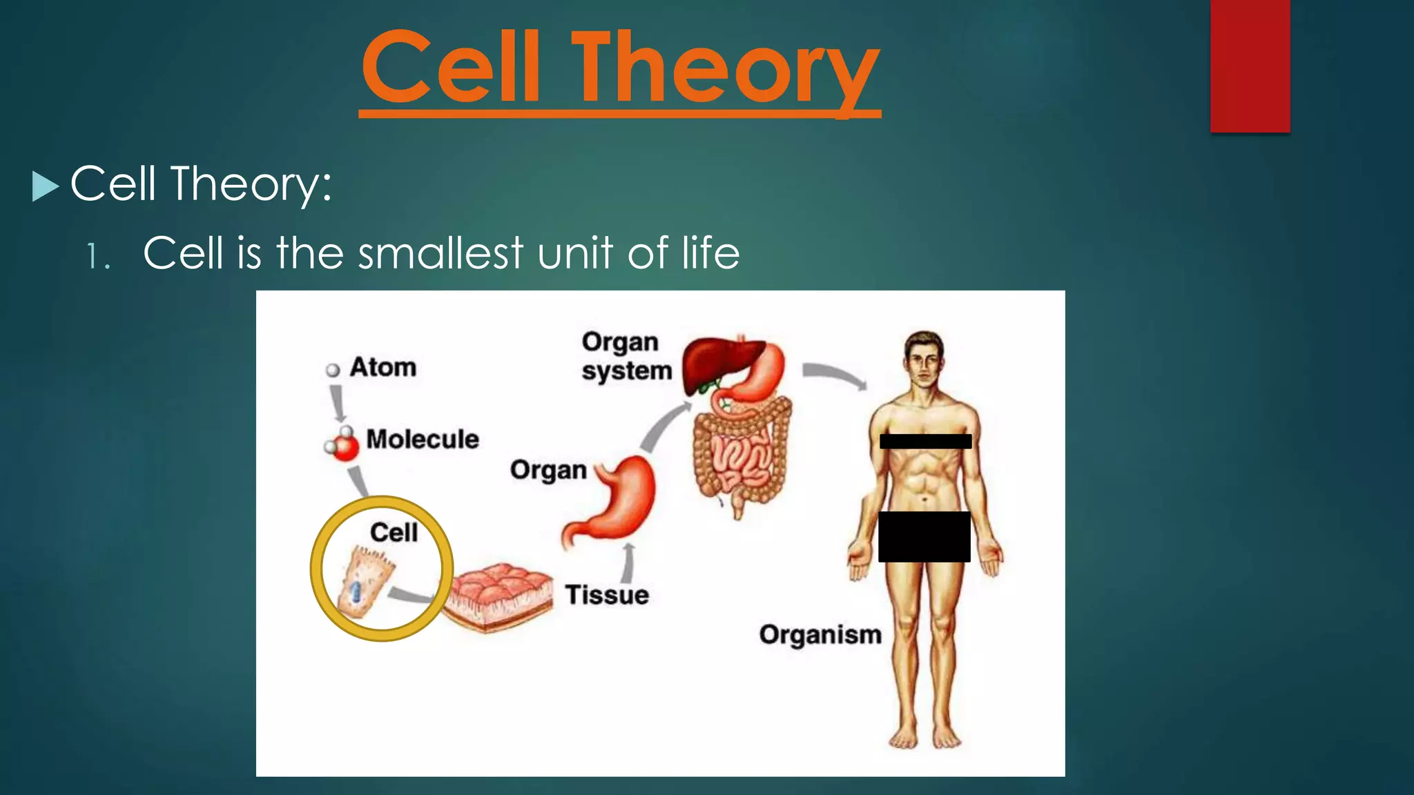  Cell Theory:
Cell Theory
1. Cell is the smallest unit of life