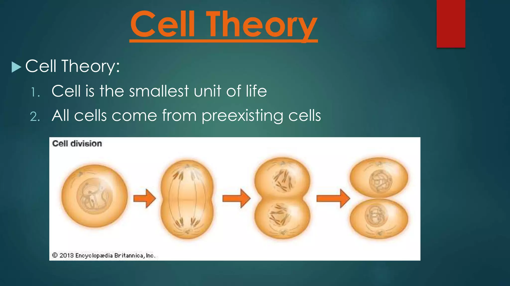  Cell Theory:
Cell Theory
1. Cell is the smallest unit of life
2. All cells come from preexisting cells