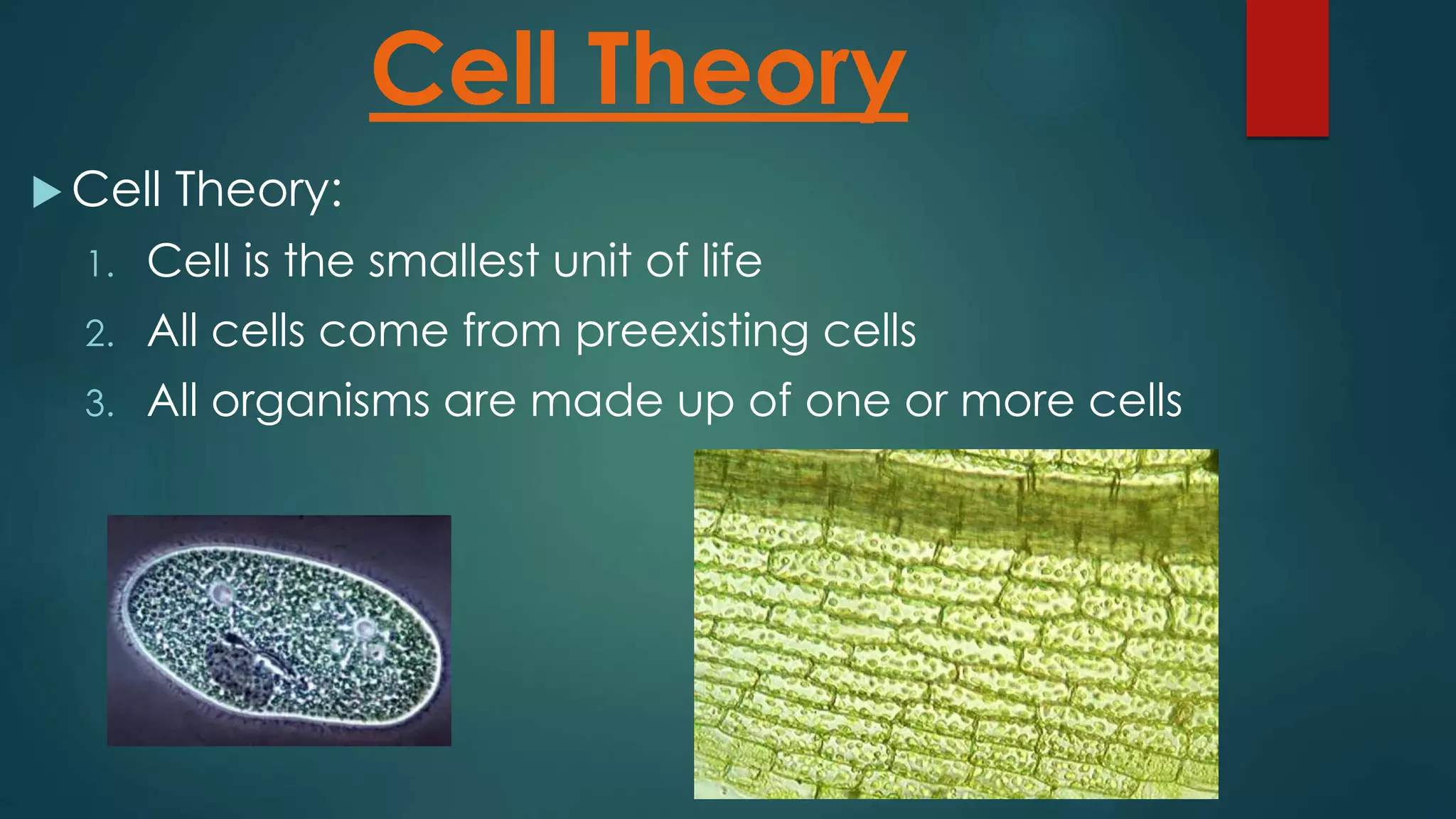  Cell Theory:
Cell Theory
1. Cell is the smallest unit of life
2. All cells come from preexisting cells
3. All organisms are made up of one or more cells