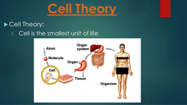 The Smallest Unit Of Life Is Called Cell theory notes 7th