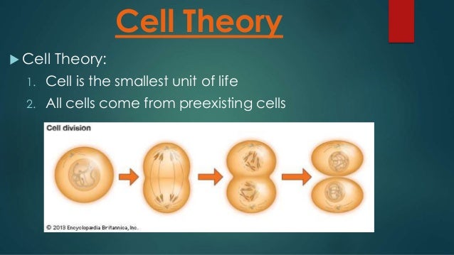 Cell Theory Notes 7th cell-theory-notes-7th