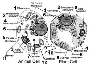 13. Nuclear Membrane 14. Chromatin 15. Nucleolus 14. Chromatin 15. Nucleolus 