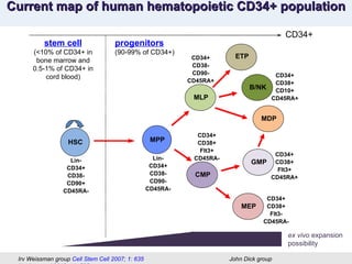 Lin- CD34+ CD38- CD90+ CD45RA- CD34+ CD38- CD90- CD45RA+ HSC MLP ETP B/NK CMP CD34+ CD38+ CD10+ CD45RA+ CD34+ CD38+ Flt3+ CD45RA- GMP MEP CD34+ CD38+ Flt3+ CD45RA+ CD34+ CD38+ Flt3- CD45RA- MDP MPP Lin- CD34+ CD38- CD90- CD45RA- Current map of human hematopoietic CD34+ population Irv Weissman group  Cell Stem Cell 2007; 1: 635 John Dick group  Nat Immunol 2010; 11: 585  stem cell (<10% of CD34+ in bone marrow and 0.5-1% of CD34+ in cord blood) progenitors (90-99% of CD34+) CD34+ ex vivo  expansion possibility 