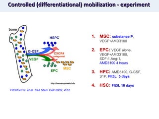 Controlled (differentiational) mobilization - experiment MSC:  substance P , VEGF+AMD3100  EPC:  VEGF alone, VEGF+AMD3100, SDF-1,Ang-1,  AMD3100 4 hours   HPC:  AMD3100, G-CSF, S1P,   Flt3L  5 days HSC:  Flt3L 10 days Pitchford S. et al. Cell Stem Cell 2009; 4:62 
