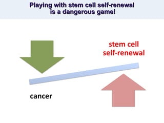 Playing with stem cell self-renewal  is a dangerous game! 