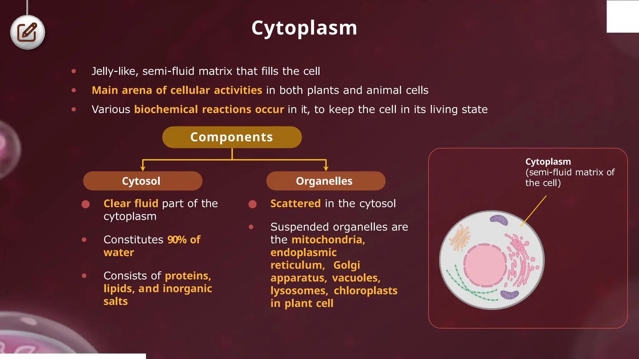 Cytoplasm
● Jelly-like, semi-fluid matrix that fills the cell
● Main arena of cellular activities in both plants and animal cells
● Various biochemical reactions occur in it, to keep the cell in its living state
Components
Cytosol
● Clear fluid part of the
cytoplasm
● Constitutes 90% of
water
● Consists of proteins,
lipids, and inorganic
salts
Organelles
● Scattered in the cytosol
● Suspended organelles are
the mitochondria,
endoplasmic
reticulum, Golgi
apparatus, vacuoles,
lysosomes, chloroplasts
in plant cell
Cytoplasm
(semi-fluid matrix of
the cell)
© 2022, A k s igh
 