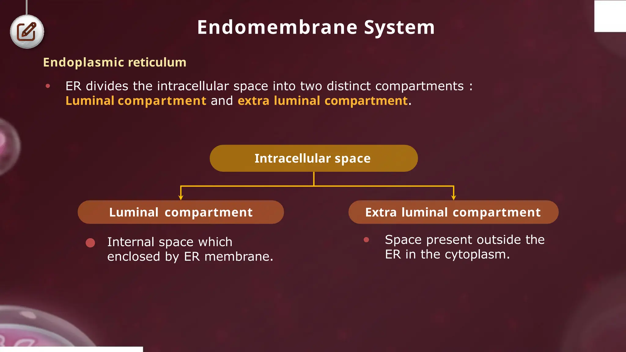 Endomembrane System
Endoplasmic reticulum
● ER divides the intracellular space into two distinct compartments :
Luminal compartment and extra luminal compartment.
● Internal space which
enclosed by ER membrane.
Intracellular space
Luminal compartment Extra luminal compartment
● Space present outside the
ER in the cytoplasm.
© 2022, A k s igh
 