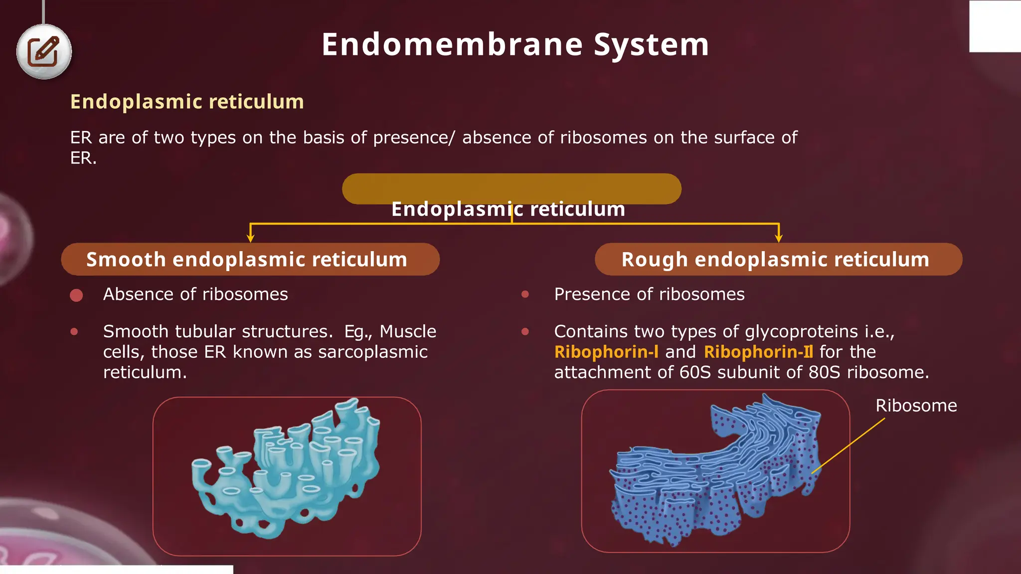 Endomembrane System
Smooth endoplasmic reticulum
● Absence of ribosomes
● Smooth tubular structures. Eg., Muscle
cells, those ER known as sarcoplasmic
reticulum.
Rough endoplasmic reticulum
● Presence of ribosomes
● Contains two types of glycoproteins i.e.,
Ribophorin-l and Ribophorin-Il for the
attachment of 60S subunit of 80S ribosome.
Ribosome
© 2022, A k s igh
Endoplasmic reticulum
ER are of two types on the basis of presence/ absence of ribosomes on the surface of
ER.
Endoplasmic reticulum
 