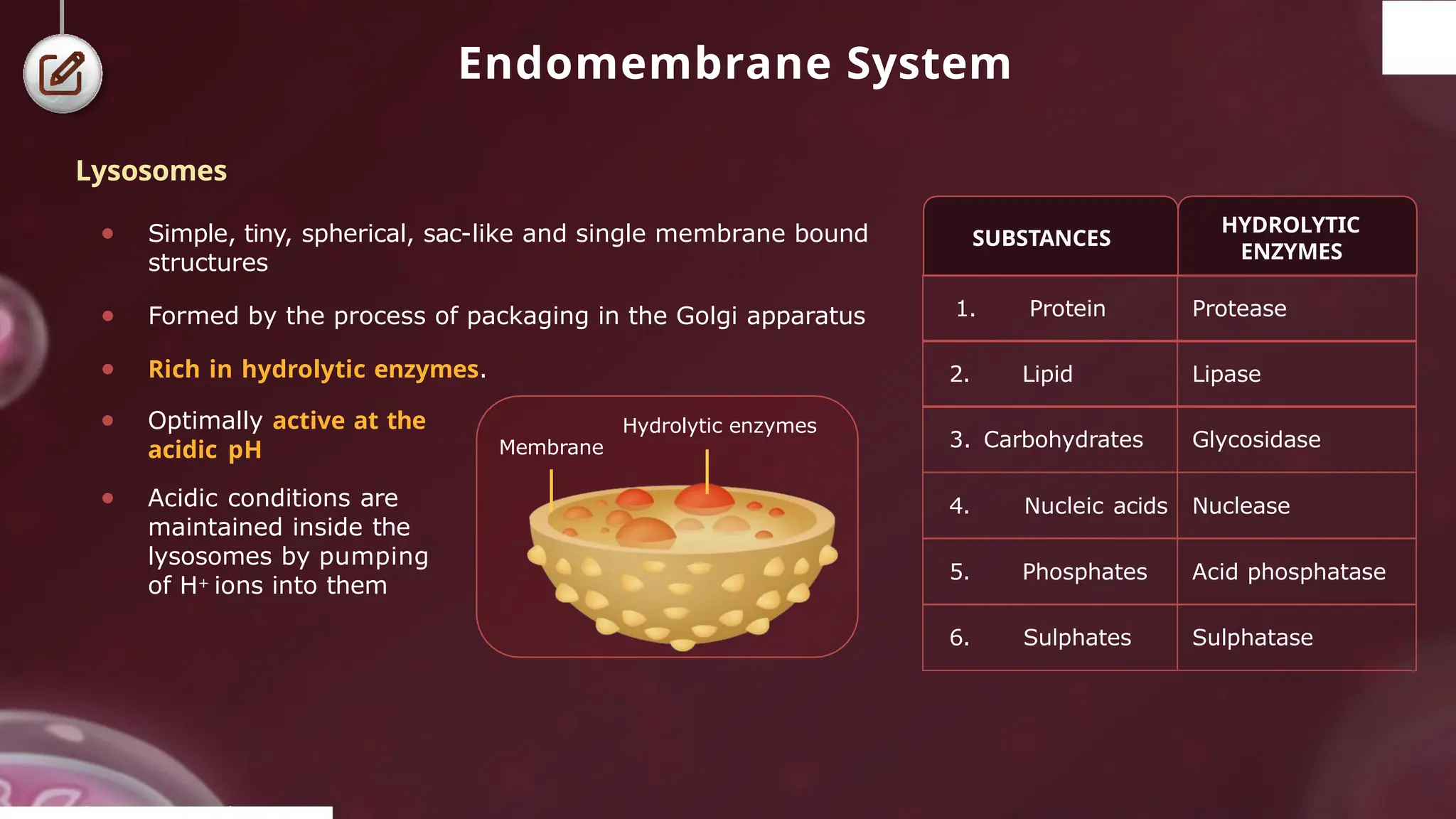 Endomembrane System
● Simple, tiny, spherical, sac-like and single membrane bound
structures
● Formed by the process of packaging in the Golgi apparatus
● Rich in hydrolytic enzymes.
Membrane
Hydrolytic enzymes
SUBSTANCES
HYDROLYTIC
ENZYMES
© 2022, A k s igh
1. Protein Protease
2. Lipid Lipase
3. Carbohydrates Glycosidase
4. Nucleic acids Nuclease
5. Phosphates Acid phosphatase
6. Sulphates Sulphatase
● Optimally active at the
acidic pH
● Acidic conditions are
maintained inside the
lysosomes by pumping
of H+ ions into them
Lysosomes
 