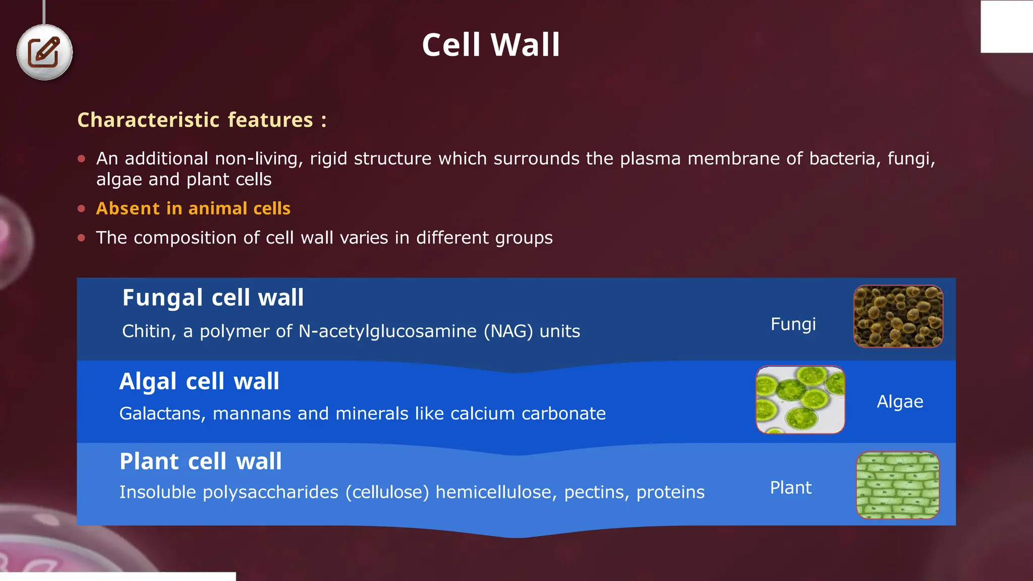 Cell Wall
Plant cell wall
Insoluble polysaccharides (cellulose) hemicellulose, pectins, proteins
Algal cell wall
Galactans, mannans and minerals like calcium carbonate
Fungal cell wall
Chitin, a polymer of N-acetylglucosamine (NAG) units Fungi
© 2022, A k s igh
Algae
Plant
Characteristic features :
● An additional non-living, rigid structure which surrounds the plasma membrane of bacteria, fungi,
algae and plant cells
● Absent in animal cells
● The composition of cell wall varies in different groups
 