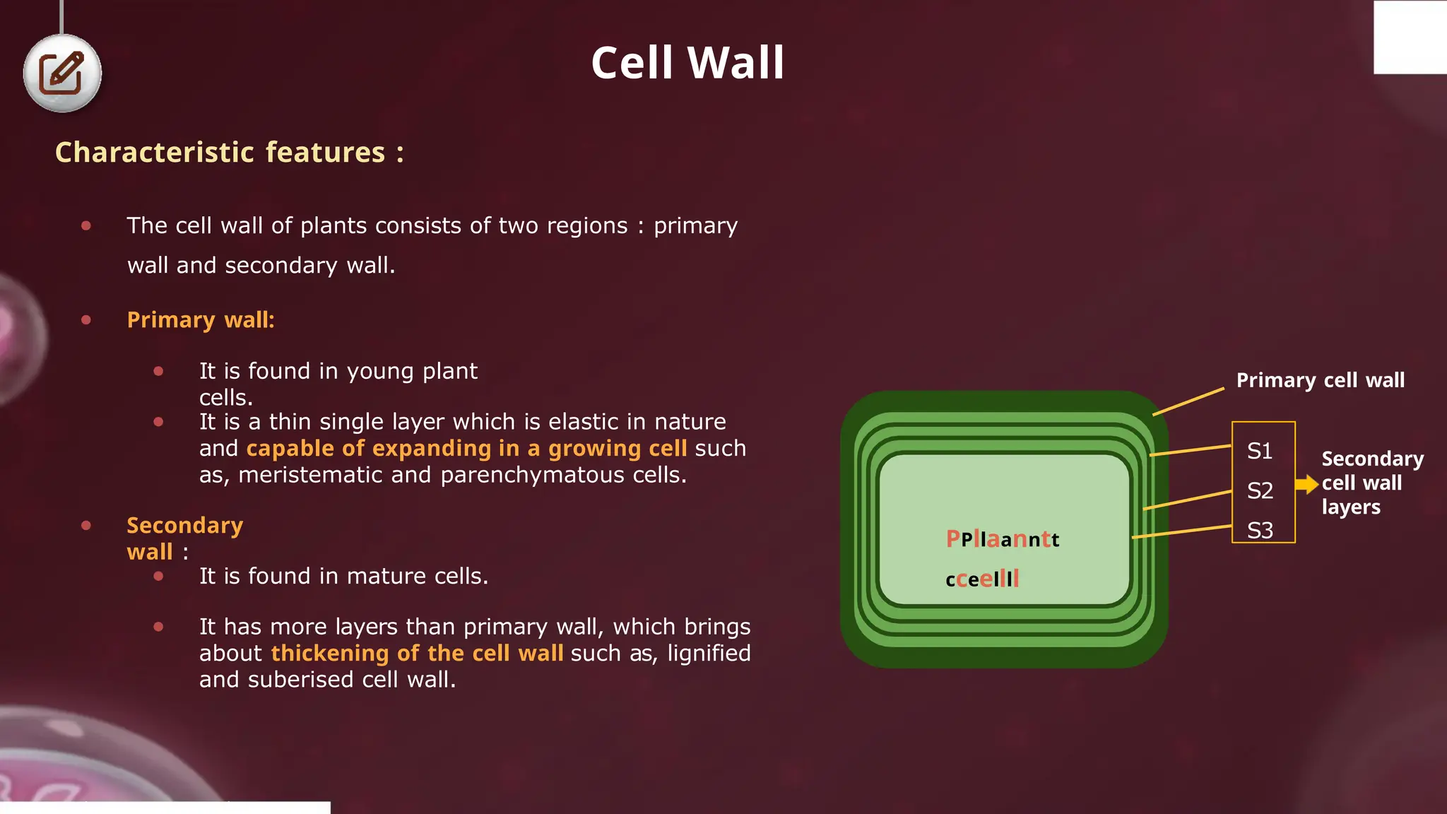 Cell Wall
Characteristic features :
● The cell wall of plants consists of two regions : primary
wall and secondary wall.
● Primary wall:
● It is found in young plant
cells.
● It is a thin single layer which is elastic in nature
and capable of expanding in a growing cell such
as, meristematic and parenchymatous cells.
● Secondary
wall :
● It is found in mature cells.
● It has more layers than primary wall, which brings
about thickening of the cell wall such as, lignified
and suberised cell wall.
PPllaanntt
cceellll
Secondary
cell wall
layers
S1
S2
S3
© 2022, A k s igh
Primary cell wall
 
