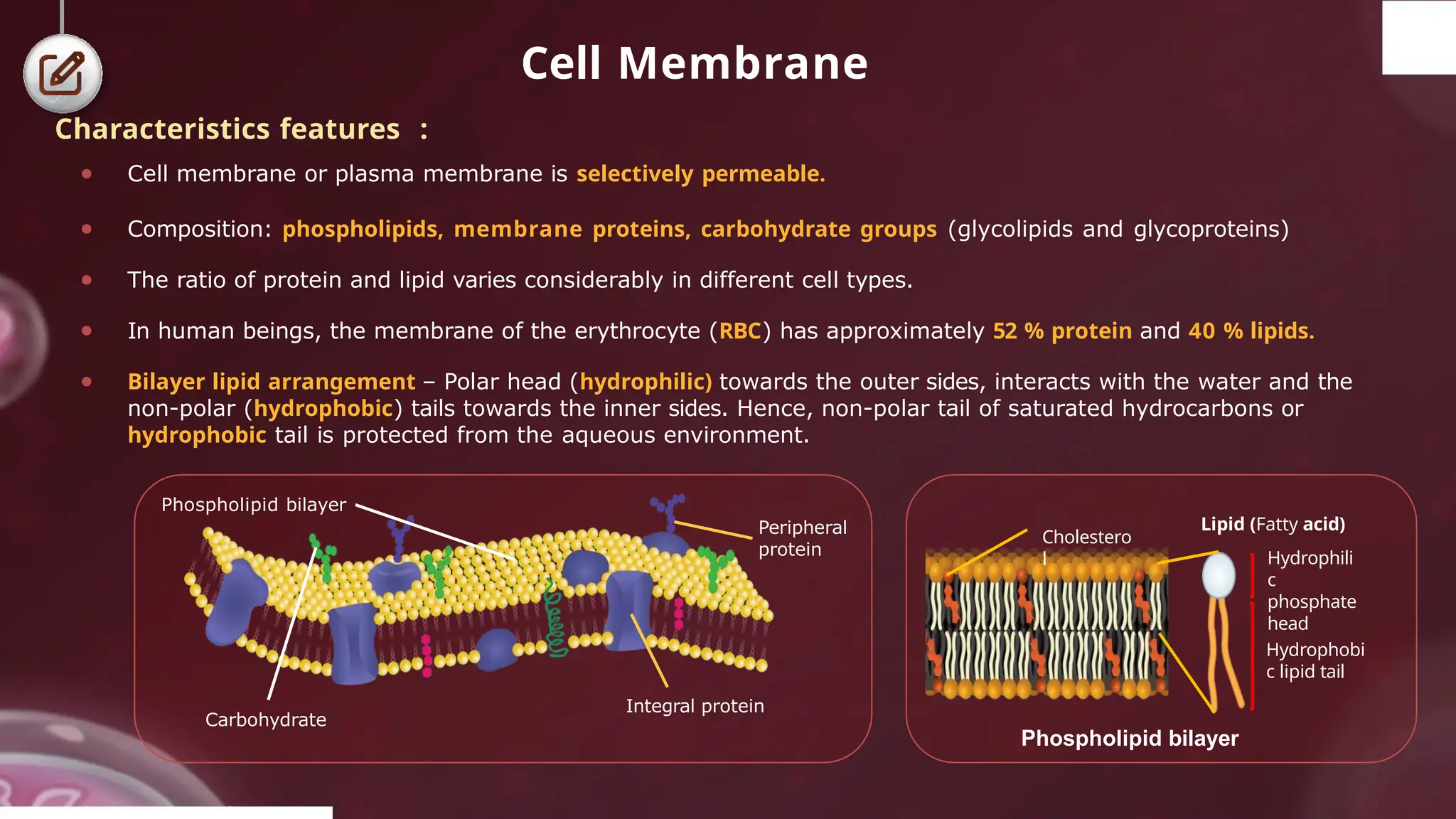 Cell Membrane
Characteristics features :
● Cell membrane or plasma membrane is selectively permeable.
● Composition: phospholipids, membrane proteins, carbohydrate groups (glycolipids and glycoproteins)
● The ratio of protein and lipid varies considerably in different cell types.
● In human beings, the membrane of the erythrocyte (RBC) has approximately 52 % protein and 40 % lipids.
● Bilayer lipid arrangement – Polar head (hydrophilic) towards the outer sides, interacts with the water and the
non-polar (hydrophobic) tails towards the inner sides. Hence, non-polar tail of saturated hydrocarbons or
hydrophobic tail is protected from the aqueous environment.
Integral protein
Carbohydrate
Lipid (Fatty acid)
Hydrophili
c
phosphate
head
Hydrophobi
c lipid tail
© 2022, A k s igh
Cholestero
l
Phospholipid bilayer
Peripheral
protein
Phospholipid bilayer
 