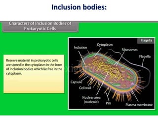 Cell the unit of life ncert cell envelop to cell membrane | PPTX