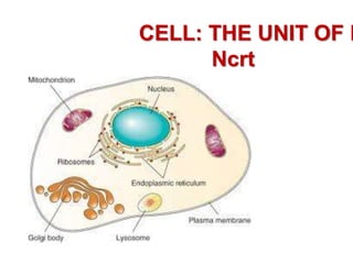 CELL: THE UNIT OF L
Ncrt
 