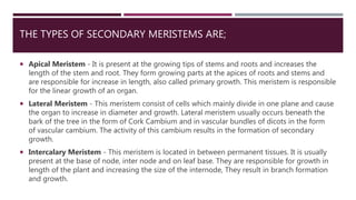 THE TYPES OF SECONDARY MERISTEMS ARE;
 Apical Meristem - It is present at the growing tips of stems and roots and increases the
length of the stem and root. They form growing parts at the apices of roots and stems and
are responsible for increase in length, also called primary growth. This meristem is responsible
for the linear growth of an organ.
 Lateral Meristem - This meristem consist of cells which mainly divide in one plane and cause
the organ to increase in diameter and growth. Lateral meristem usually occurs beneath the
bark of the tree in the form of Cork Cambium and in vascular bundles of dicots in the form
of vascular cambium. The activity of this cambium results in the formation of secondary
growth.
 Intercalary Meristem - This meristem is located in between permanent tissues. It is usually
present at the base of node, inter node and on leaf base. They are responsible for growth in
length of the plant and increasing the size of the internode, They result in branch formation
and growth.
 
