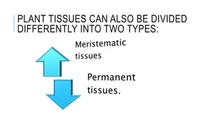 PLANT TISSUES CAN ALSO BE DIVIDED
DIFFERENTLY INTO TWO TYPES:
 