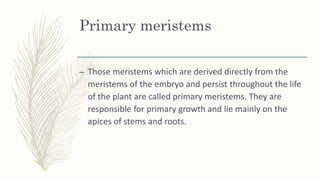 Primary meristems
– Those meristems which are derived directly from the
meristems of the embryo and persist throughout the life
of the plant are called primary meristems. They are
responsible for primary growth and lie mainly on the
apices of stems and roots.
 