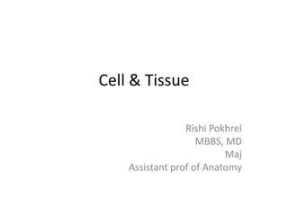 Cell & Tissue
Rishi Pokhrel
MBBS, MD
Maj
Assistant prof of Anatomy
 