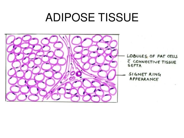Cell & tissue nursing hyaluronic acid diagram 