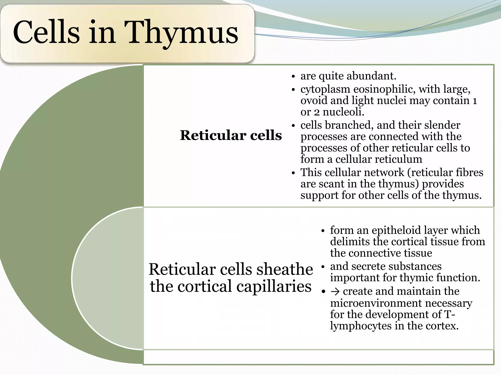 Cells in Thymus
Reticular cells
Reticular cells sheathe
the cortical capillaries
• are quite abundant.
• cytoplasm eosinophilic, with large,
ovoid and light nuclei may contain 1
or 2 nucleoli.
• cells branched, and their slender
processes are connected with the
processes of other reticular cells to
form a cellular reticulum
• This cellular network (reticular fibres
are scant in the thymus) provides
support for other cells of the thymus.
• form an epitheloid layer which
delimits the cortical tissue from
the connective tissue
• and secrete substances
important for thymic function.
• → create and maintain the
microenvironment necessary
for the development of T-
lymphocytes in the cortex.
 