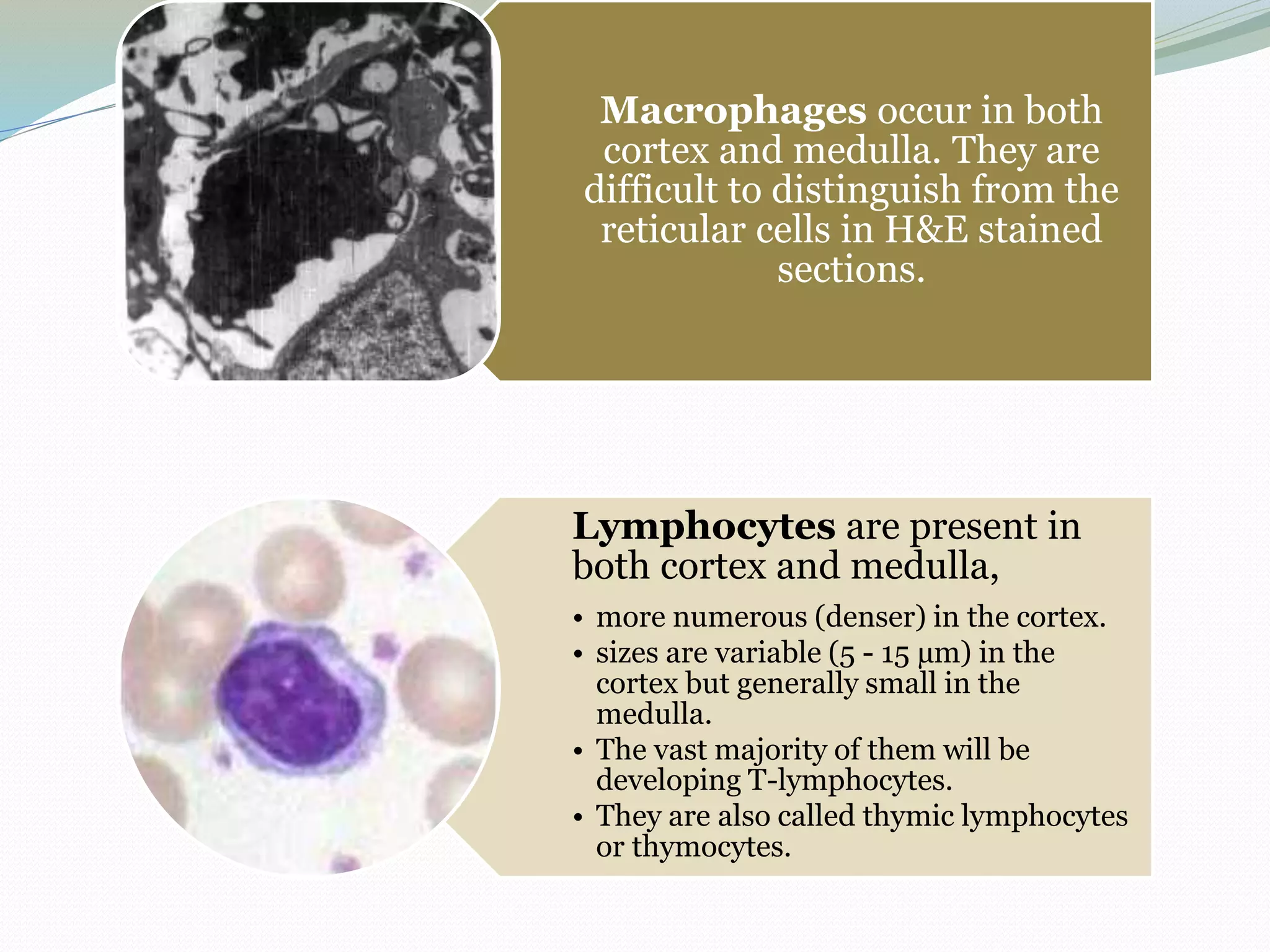 Macrophages occur in both
cortex and medulla. They are
difficult to distinguish from the
reticular cells in H&E stained
sections.
Lymphocytes are present in
both cortex and medulla,
• more numerous (denser) in the cortex.
• sizes are variable (5 - 15 µm) in the
cortex but generally small in the
medulla.
• The vast majority of them will be
developing T-lymphocytes.
• They are also called thymic lymphocytes
or thymocytes.
 