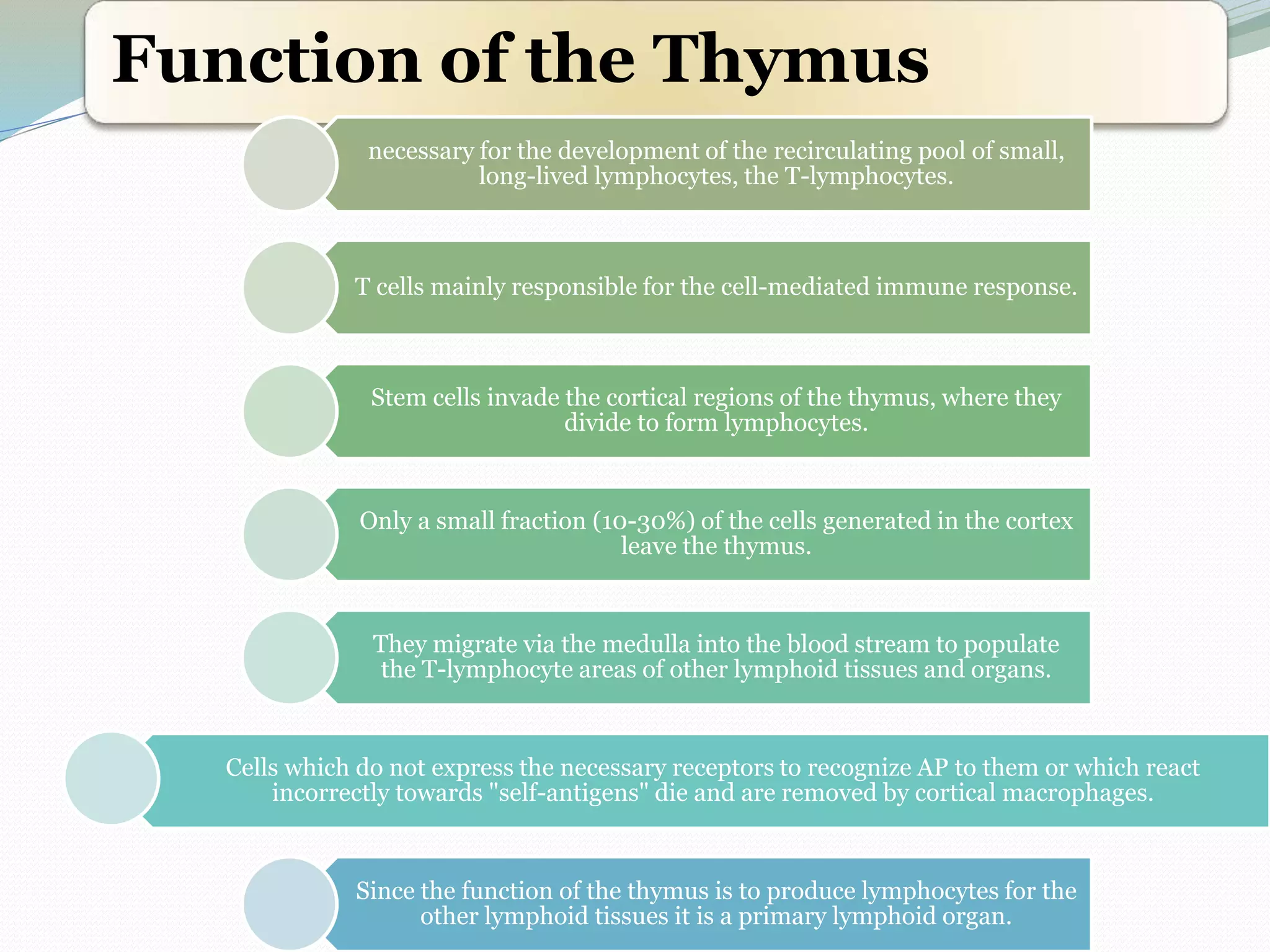 Function of the Thymus
necessary for the development of the recirculating pool of small,
long-lived lymphocytes, the T-lymphocytes.
T cells mainly responsible for the cell-mediated immune response.
Stem cells invade the cortical regions of the thymus, where they
divide to form lymphocytes.
Only a small fraction (10-30%) of the cells generated in the cortex
leave the thymus.
They migrate via the medulla into the blood stream to populate
the T-lymphocyte areas of other lymphoid tissues and organs.
Cells which do not express the necessary receptors to recognize AP to them or which react
incorrectly towards "self-antigens" die and are removed by cortical macrophages.
Since the function of the thymus is to produce lymphocytes for the
other lymphoid tissues it is a primary lymphoid organ.
 
