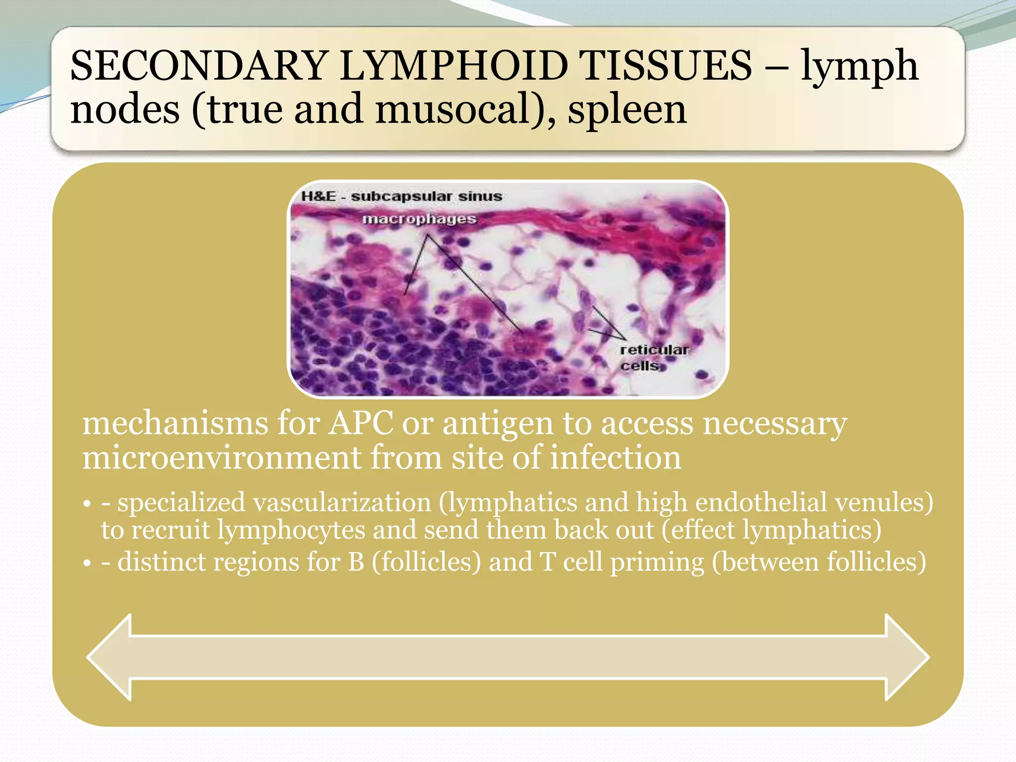 SECONDARY LYMPHOID TISSUES – lymph
nodes (true and musocal), spleen
mechanisms for APC or antigen to access necessary
microenvironment from site of infection
• - specialized vascularization (lymphatics and high endothelial venules)
to recruit lymphocytes and send them back out (effect lymphatics)
• - distinct regions for B (follicles) and T cell priming (between follicles)
 