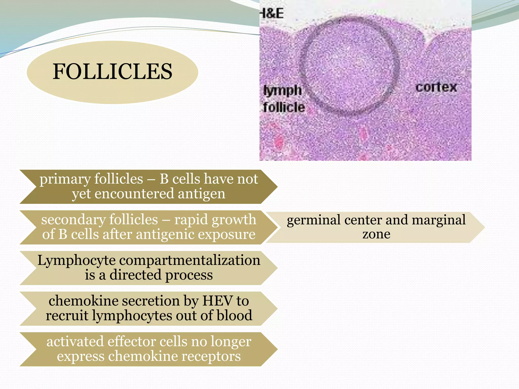FOLLICLES
primary follicles – B cells have not
yet encountered antigen
secondary follicles – rapid growth
of B cells after antigenic exposure
germinal center and marginal
zone
Lymphocyte compartmentalization
is a directed process
chemokine secretion by HEV to
recruit lymphocytes out of blood
activated effector cells no longer
express chemokine receptors
 