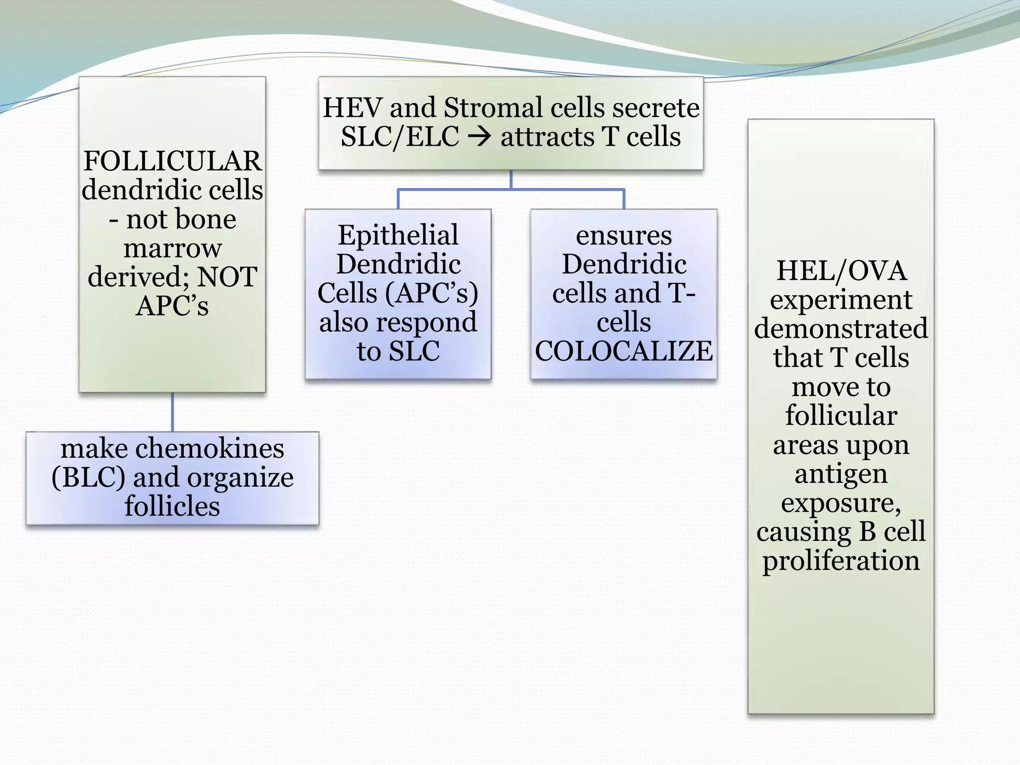 FOLLICULAR
dendridic cells
- not bone
marrow
derived; NOT
APC’s
make chemokines
(BLC) and organize
follicles
HEV and Stromal cells secrete
SLC/ELC  attracts T cells
Epithelial
Dendridic
Cells (APC’s)
also respond
to SLC
ensures
Dendridic
cells and T-
cells
COLOCALIZE
HEL/OVA
experiment
demonstrated
that T cells
move to
follicular
areas upon
antigen
exposure,
causing B cell
proliferation
 