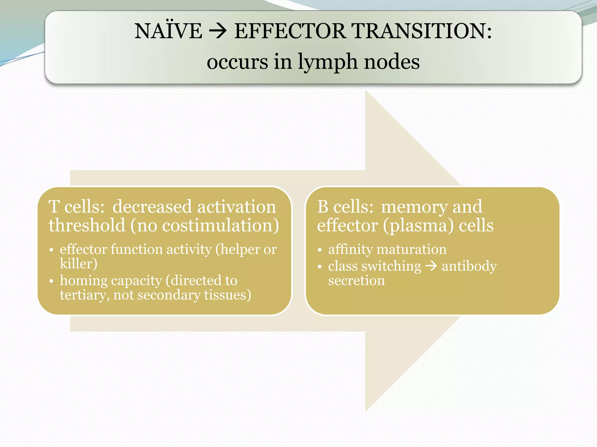 NAÏVE  EFFECTOR TRANSITION:
occurs in lymph nodes
T cells: decreased activation
threshold (no costimulation)
• effector function activity (helper or
killer)
• homing capacity (directed to
tertiary, not secondary tissues)
B cells: memory and
effector (plasma) cells
• affinity maturation
• class switching  antibody
secretion
 