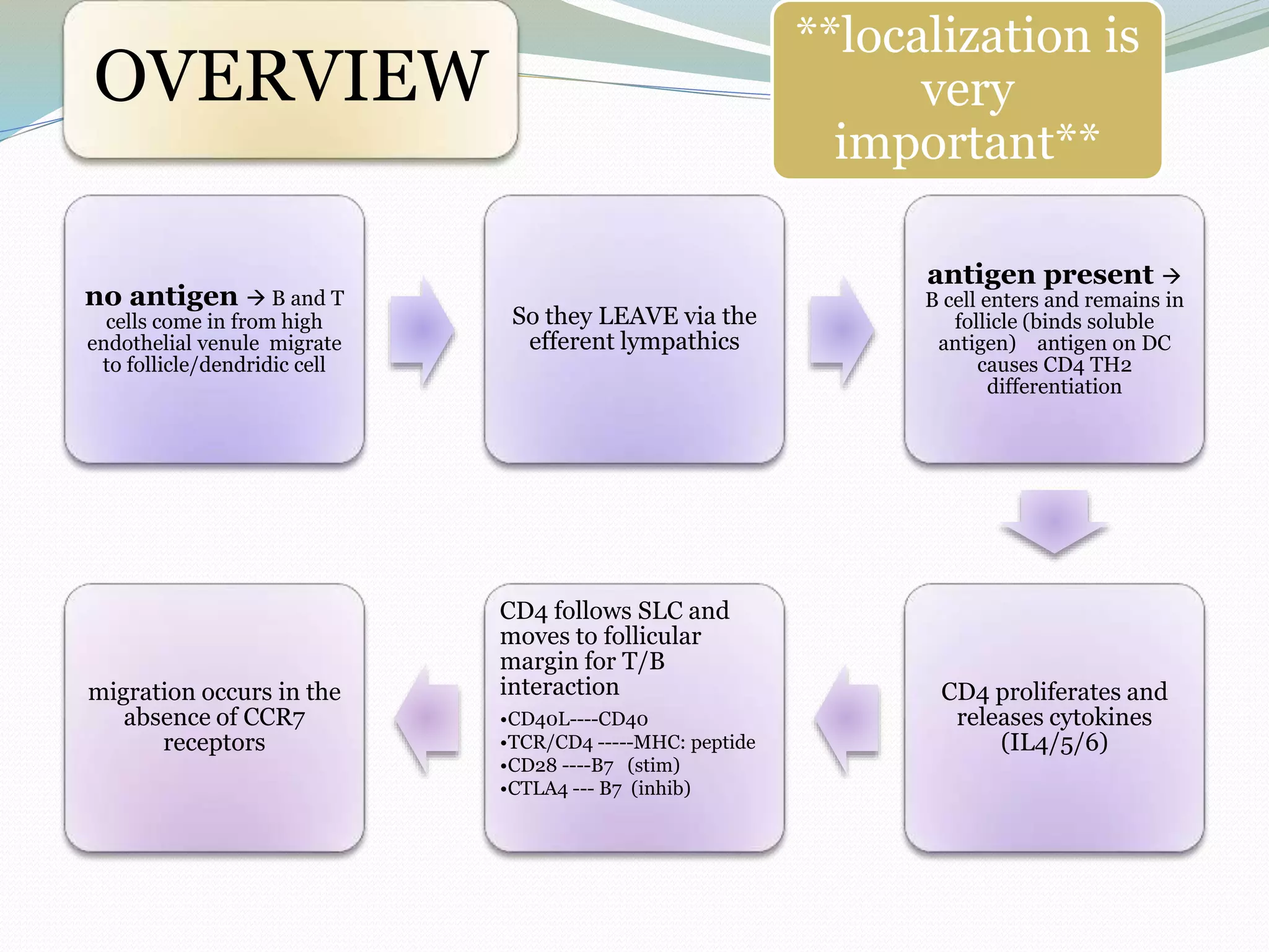 OVERVIEW
no antigen  B and T
cells come in from high
endothelial venule migrate
to follicle/dendridic cell
So they LEAVE via the
efferent lympathics
antigen present 
B cell enters and remains in
follicle (binds soluble
antigen) antigen on DC
causes CD4 TH2
differentiation
CD4 proliferates and
releases cytokines
(IL4/5/6)
CD4 follows SLC and
moves to follicular
margin for T/B
interaction
•CD40L----CD40
•TCR/CD4 -----MHC: peptide
•CD28 ----B7 (stim)
•CTLA4 --- B7 (inhib)
migration occurs in the
absence of CCR7
receptors
**localization is
very
important**
 