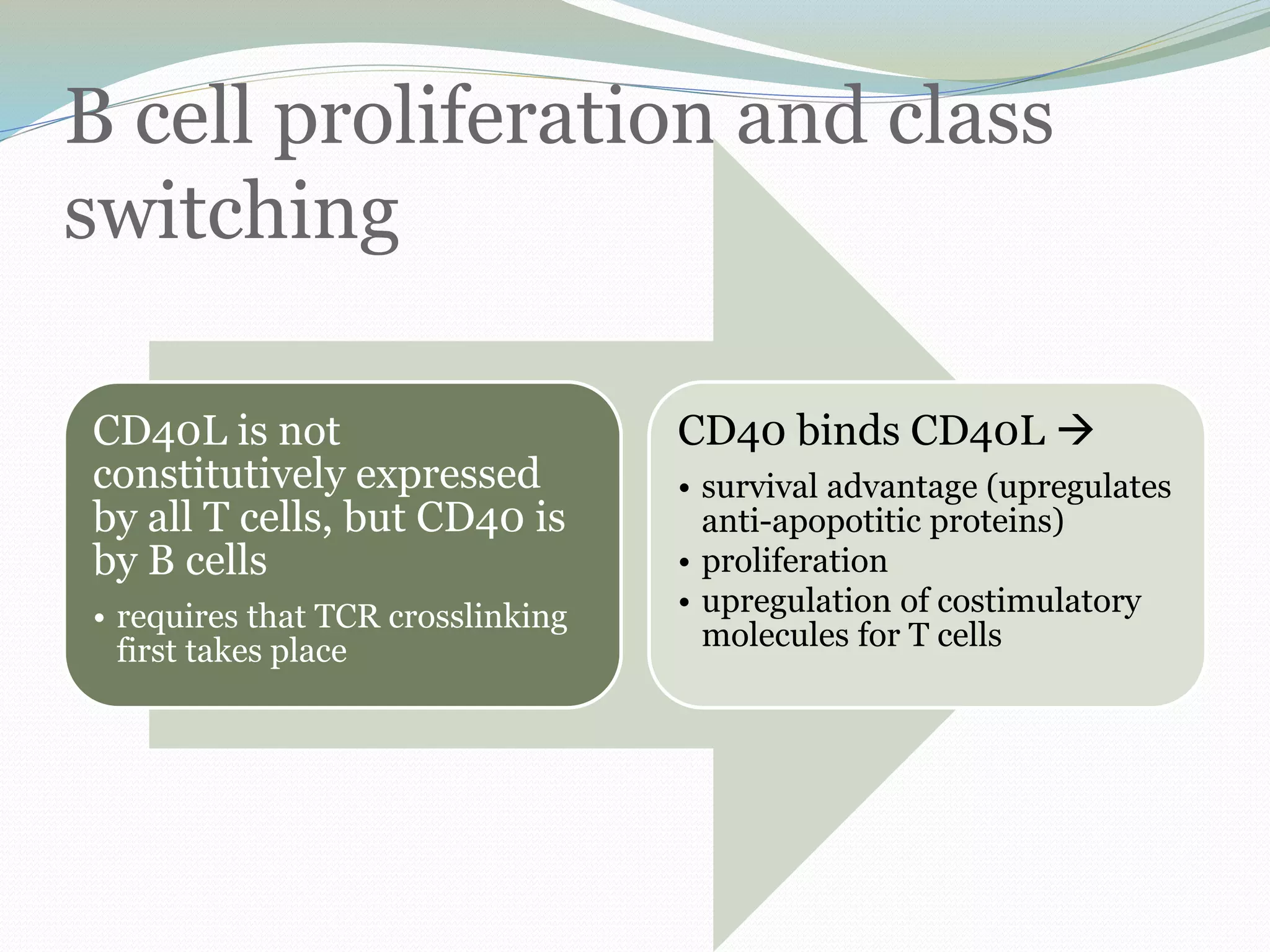 B cell proliferation and class
switching
CD40L is not
constitutively expressed
by all T cells, but CD40 is
by B cells
• requires that TCR crosslinking
first takes place
CD40 binds CD40L 
• survival advantage (upregulates
anti-apopotitic proteins)
• proliferation
• upregulation of costimulatory
molecules for T cells
 
