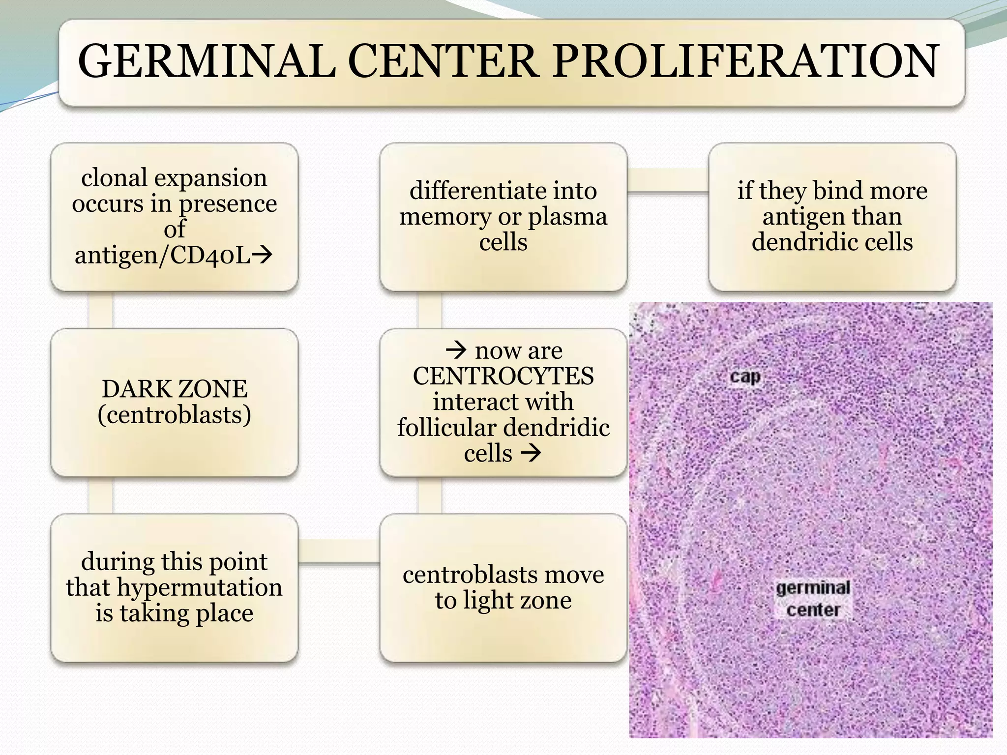 GERMINAL CENTER PROLIFERATION
clonal expansion
occurs in presence
of
antigen/CD40L
DARK ZONE
(centroblasts)
during this point
that hypermutation
is taking place
centroblasts move
to light zone
 now are
CENTROCYTES
interact with
follicular dendridic
cells 
differentiate into
memory or plasma
cells
if they bind more
antigen than
dendridic cells
 