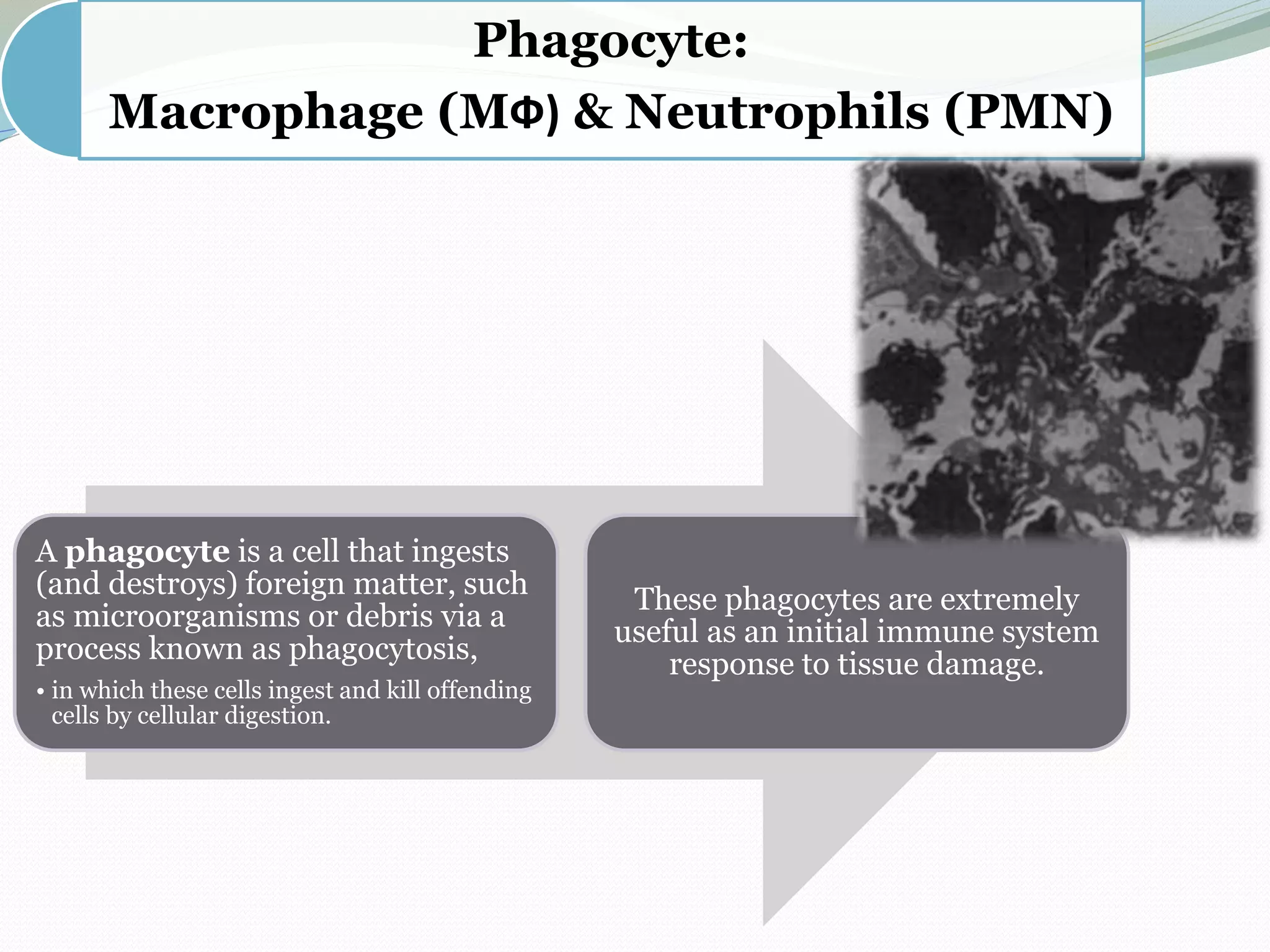 Phagocyte:
Macrophage (MФ) & Neutrophils (PMN)
A phagocyte is a cell that ingests
(and destroys) foreign matter, such
as microorganisms or debris via a
process known as phagocytosis,
• in which these cells ingest and kill offending
cells by cellular digestion.
These phagocytes are extremely
useful as an initial immune system
response to tissue damage.
 