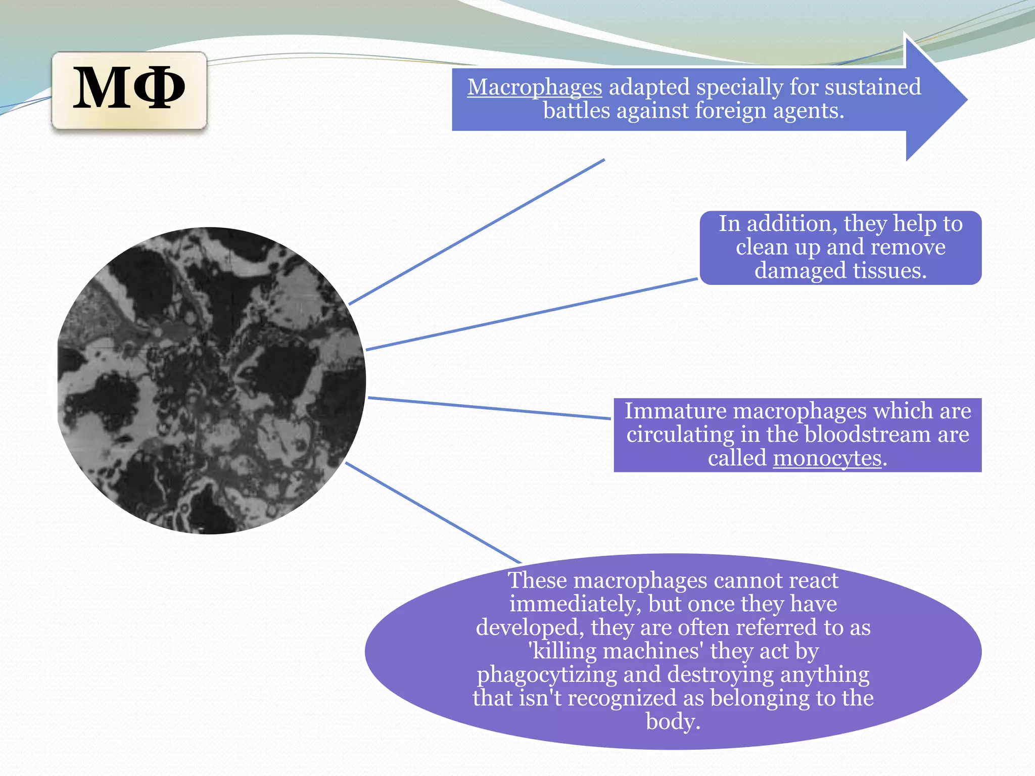 MФ Macrophages adapted specially for sustained
battles against foreign agents.
In addition, they help to
clean up and remove
damaged tissues.
Immature macrophages which are
circulating in the bloodstream are
called monocytes.
These macrophages cannot react
immediately, but once they have
developed, they are often referred to as
'killing machines' they act by
phagocytizing and destroying anything
that isn't recognized as belonging to the
body.
 