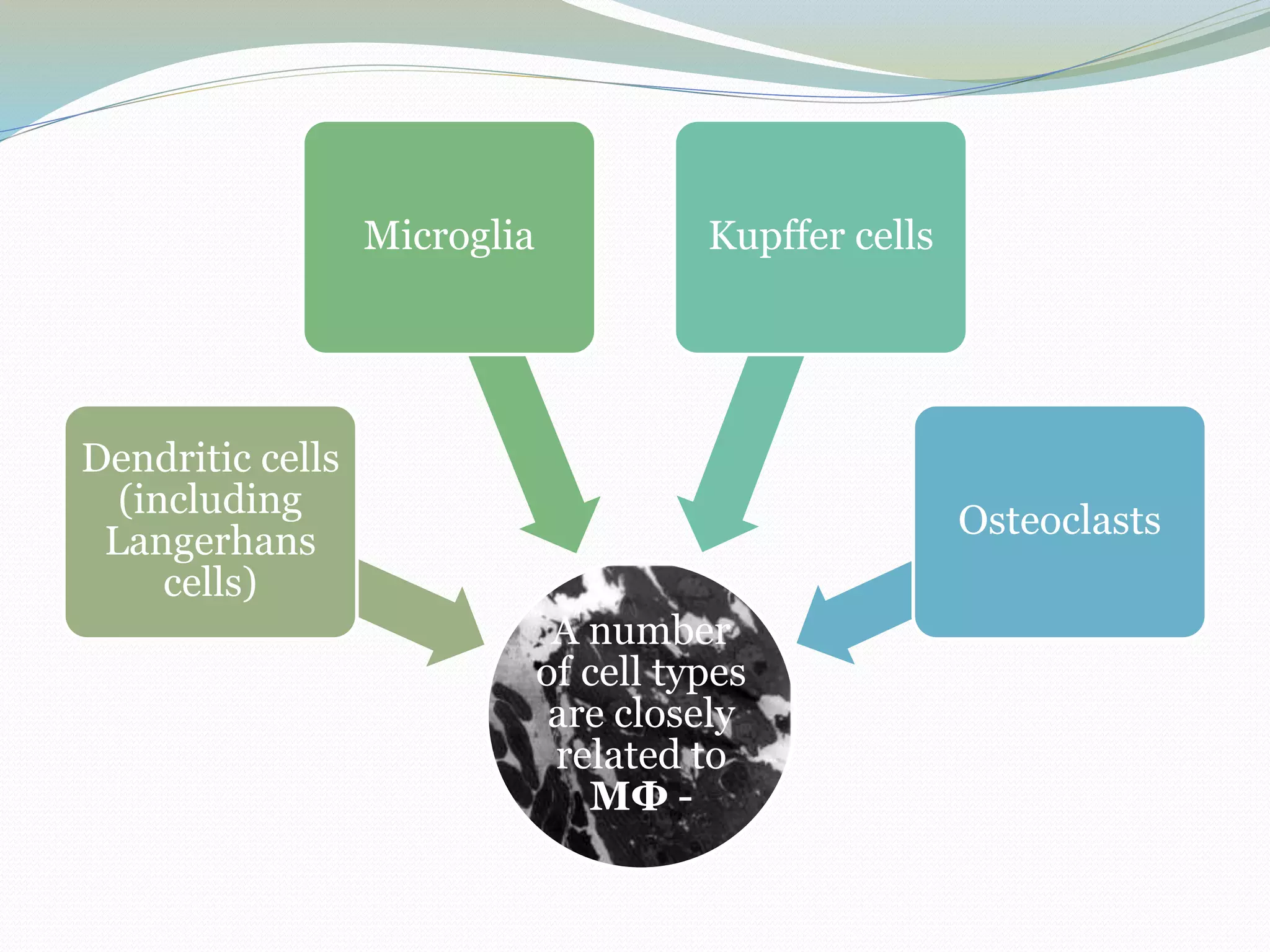 A number
of cell types
are closely
related to
MФ -
Dendritic cells
(including
Langerhans
cells)
Microglia Kupffer cells
Osteoclasts
 