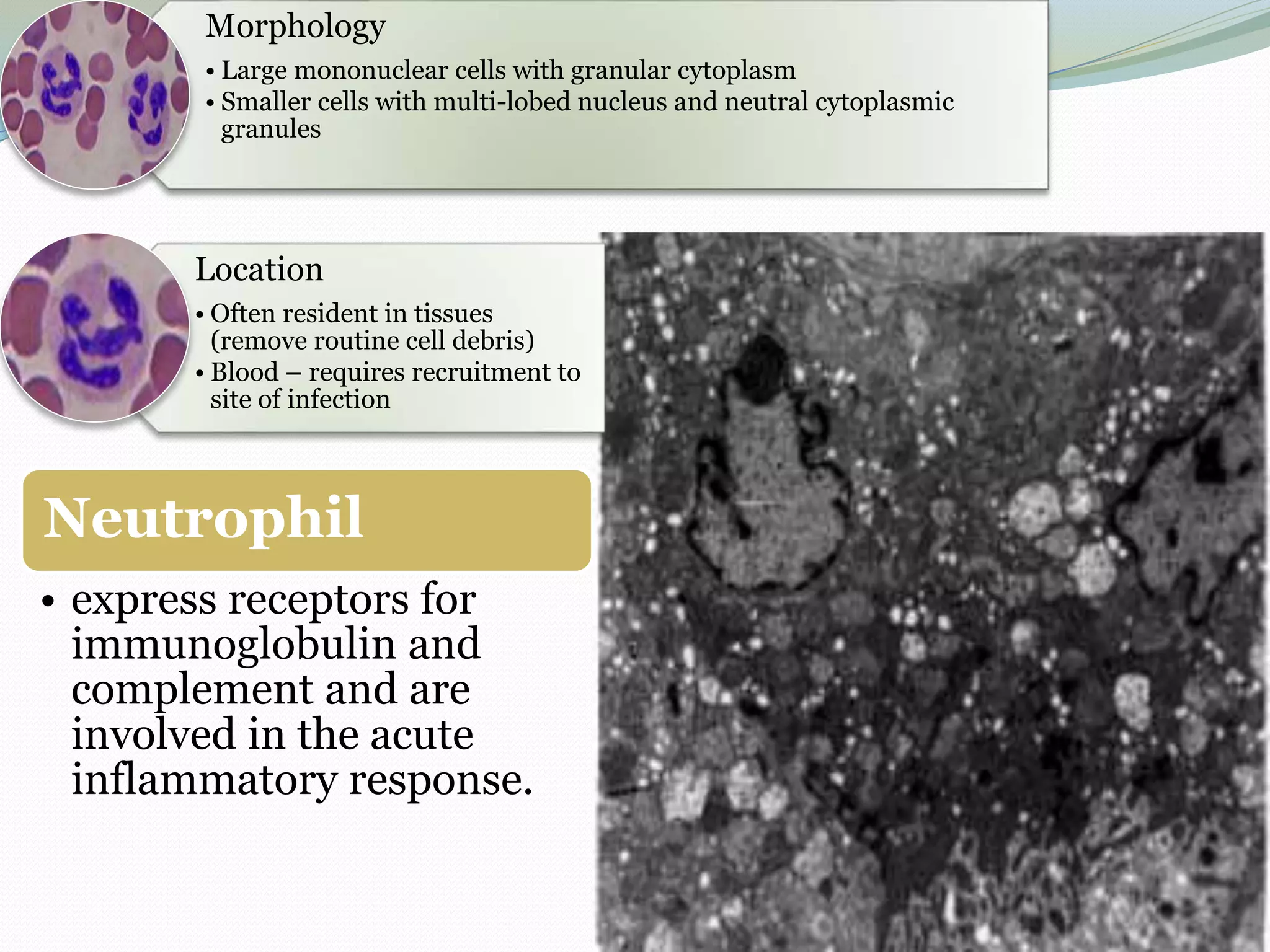 Neutrophil
• express receptors for
immunoglobulin and
complement and are
involved in the acute
inflammatory response.
Morphology
• Large mononuclear cells with granular cytoplasm
• Smaller cells with multi-lobed nucleus and neutral cytoplasmic
granules
Location
• Often resident in tissues
(remove routine cell debris)
• Blood – requires recruitment to
site of infection
 