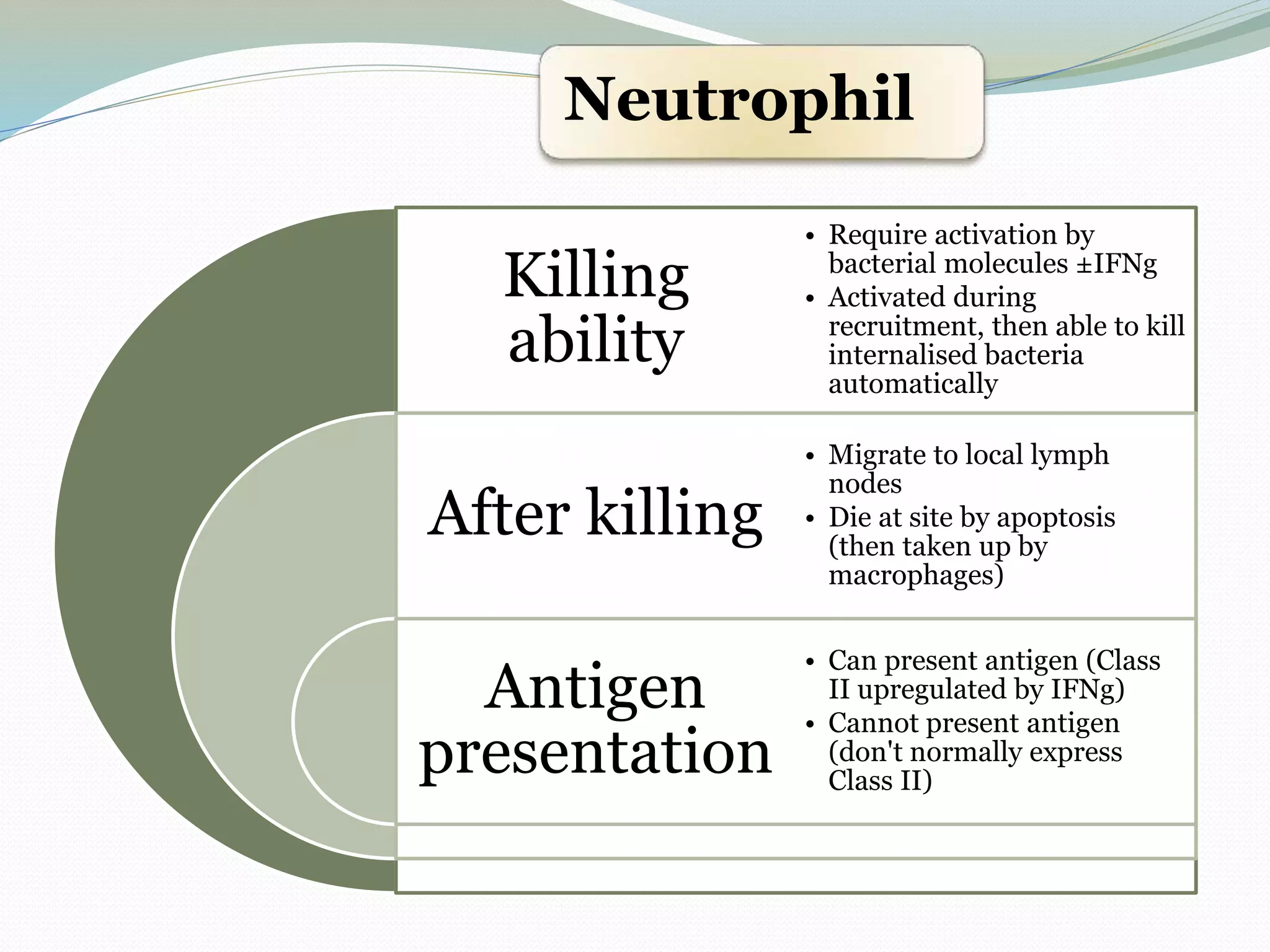 Killing
ability
After killing
Antigen
presentation
• Require activation by
bacterial molecules ±IFNg
• Activated during
recruitment, then able to kill
internalised bacteria
automatically
• Migrate to local lymph
nodes
• Die at site by apoptosis
(then taken up by
macrophages)
• Can present antigen (Class
II upregulated by IFNg)
• Cannot present antigen
(don't normally express
Class II)
Neutrophil
 